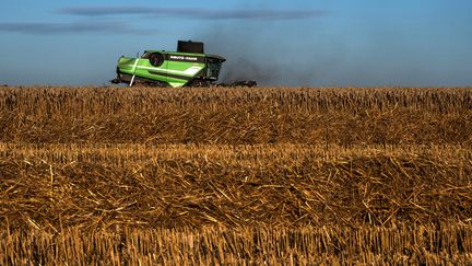 Un champ de blé à Saint-Philbert-sur-Risle, le 13 août 2021. Photo d'illustration. (JOEL SAGET / AFP)