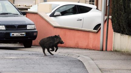 Agen : des sangliers dans la ville