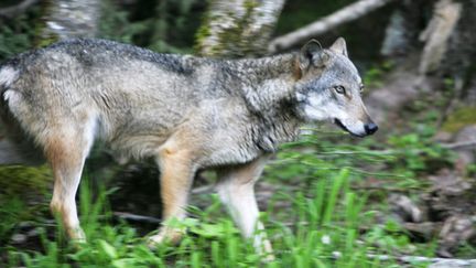 &nbsp; (Les loups présents en France auraient traversé les Alpes depuis l'Italie. Ici un animal du parc Alpha de St-Martin-Vésubie © MaxPPP)