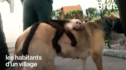 En Colombie, un chien adopte un singe (BRUT)