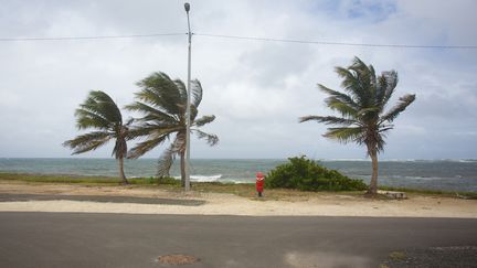 Une tempête secoue des arbres dans la commune de Le Moule, sur l'île de Grande-Terre, en Guadeloupe, le 13 septembre 2018. (CEDRICK ISHAM CALVADOS / AFP)