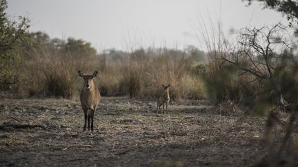 Une antilope dans le parc national de la Pendjari (Bénin), le 11 janvier 2018. (STEFAN HEUNIS / AFP)