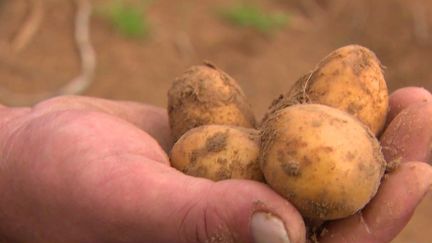 Sécheresse : des pommes de terre plus petites cette année