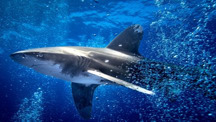 Franceinfo junior. Est-il rare de voir un requin en mer Méditerranée ?