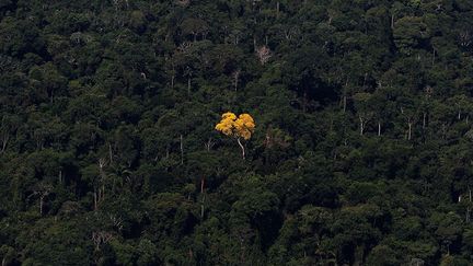 du gouvernement brésilien, publiées mi-novembre, indiquaient un déboisement de 5.843 km². Une augmentation de 28% par rapport à 2012 ! (Reuters/Nacho Doce)