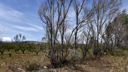 Des peupliers asséchés à Espira-de-l'Agly, près de Perpignan, en mai 2023. (RAYMOND ROIG / AFP)