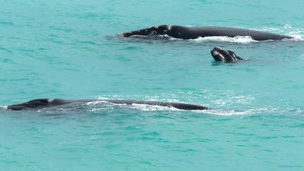 Des baleines franches dans l'océan. (MORNE DE KLERK / GETTY IMAGES ASIAPAC)