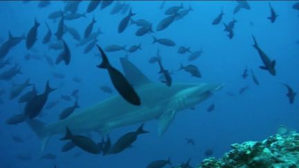 Océans : en Amérique du Sud, une autoroute sous-marine pour protéger les couloirs de circulation de poissons