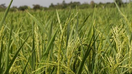 Cette photo prise le 21 novembre 2016 à Ouinhi, dans le sud-est du Bénin, montre du riz dans une rizière dans une «Smart Valley» complétée par un nouveau système d'irrigation «intelligent».  (Yanick FOLLY / AFP)