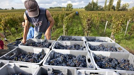 Un saisonnier sur une exploitation viticole, lors des vendanges, en Gironde, en septembre 2015. (PHILIPPE ROY / PHILIPPE ROY)