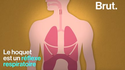 Commun à tous les mammifères, le hoquet a la particularité de n'avoir aucun rôle physiologique. Son origine pourrait être très lointaine.