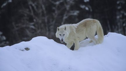 Un loup arctique,&nbsp;en Alaska (Etats-Unis). (NOVACK N / HORIZON FEATURES / AFP)