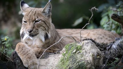 Découverte  : oeil de lynx