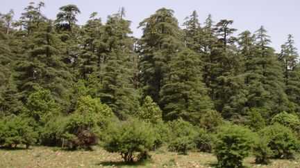 Une forêt de cèdres dans la région d'Azrou-Ifrane au Maroc. Le cèdre de l'Atlas peut atteindre plus de 50 mètres de hauteur et 10 mètres de circonférence à la souche. (Photo/Abdenbi Zine El Abidine)