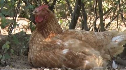 Une poule à&nbsp;Vinzieux en Ardèche. (FRANCE 3)