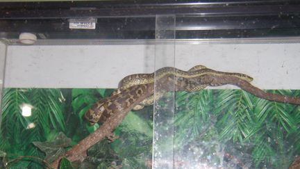 Un boa constrictor dans son vivarium, à Grassac (Charente) a été découvert par la police, lundi 22 janvier 2018. (GENDARMERIE NATIONALE)