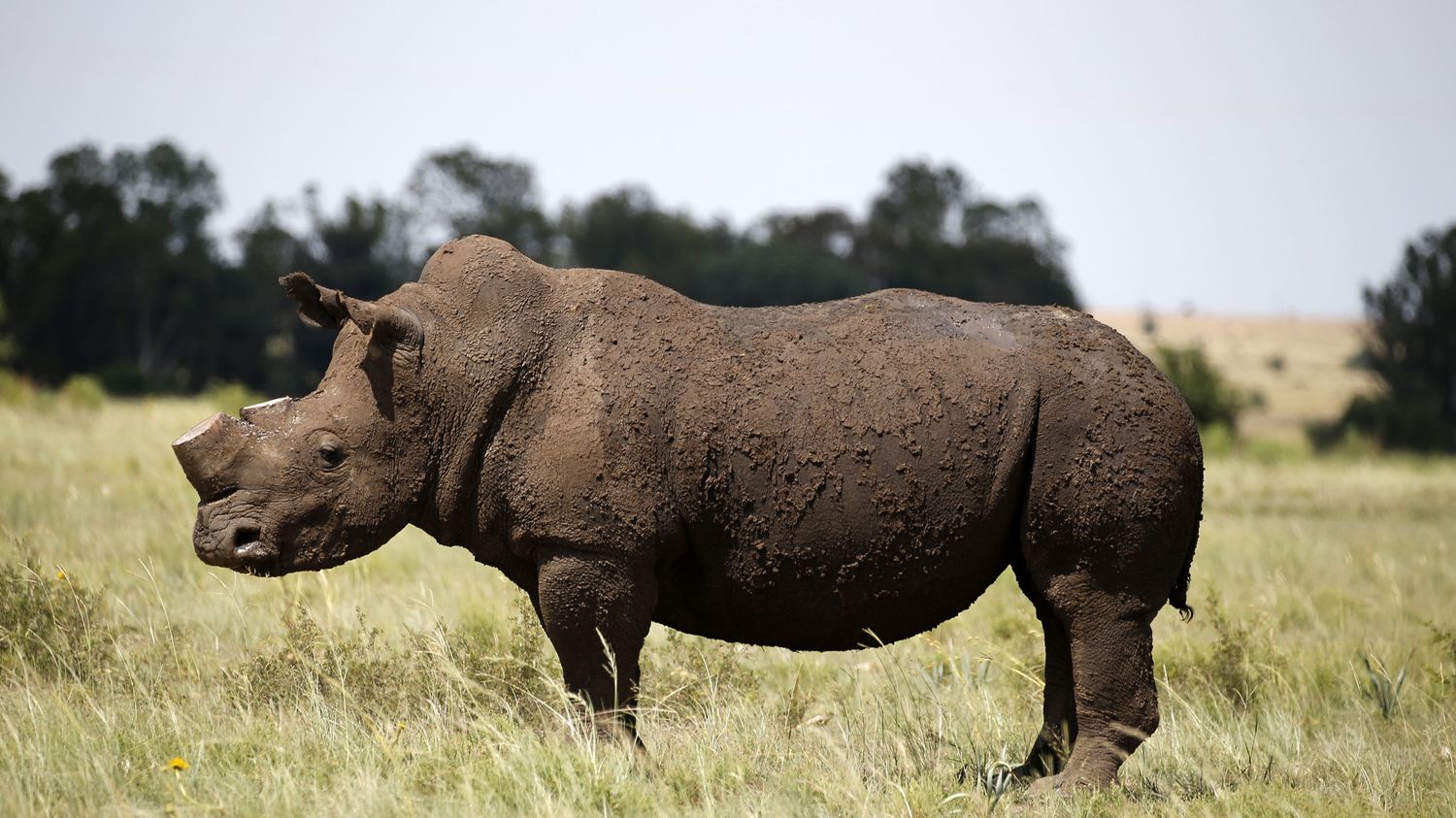 Rwanda : Le Rhinocéros Noir Réintroduit Dans Le Parc National D'Akagera