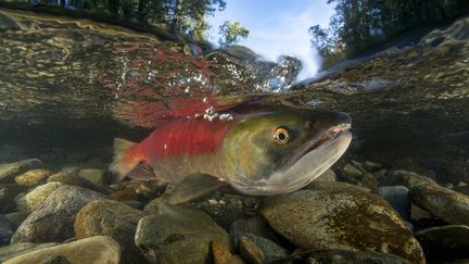 Des saumons rouges dans la rivière Adams au Canada. (TOBIAS BERNHARD RAFF / BIOSPHOTO / AFP)