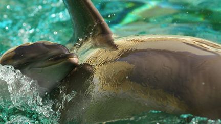 Le dauphin, une femelle pesant environ 15 kg pour 85 cm de long, est né le 8 mai 2020 au Marineland d'Antibes (Alpes-Maritimes). (MARINELAND-KATIA NADALIN)