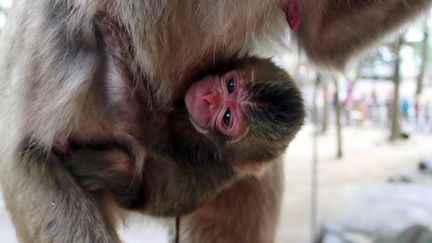 Le singe Charlotte accroch&eacute; &agrave; sa m&egrave;re, peu apr&egrave;s sa naissance, le 6 mai 2015, au&nbsp;Mount Takasaki Wild Monkey Park, &agrave;&nbsp;Oita (Japon). (MOUNT TAKASAKI WILD MONKEY PARK / AFP)