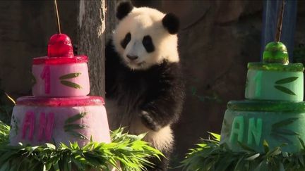 Zoo de Beauval : les femelles pandas fêtent leur premier anniversaire (FRANCE 3)