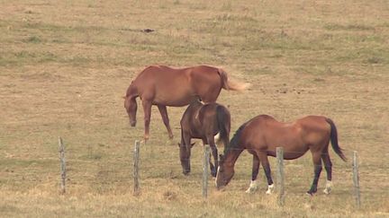 En 2020, la psychose s'installait en France après l'accumulation de témoignages de chevaux mutilés. Une cellule d'enquête nationale avait alors été ouverte. Mais cette dernière révèle finalement un gros mensonge. (FRANCEINFO)