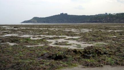 Des algues vertes échouées sur la plage de Plouha (Côtes-d'Armor) le 6 mai 2011 (AFP - DAMIEN MEYER)