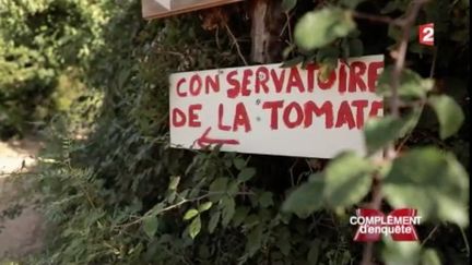 Tomates (CAPTURE D'ÉCRAN FRANCE 2)