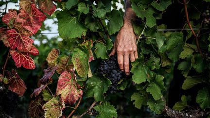 Un employé du Château de la Tour récolte des grappes de raisin près de Vougeot, en Bourgogne, le 7 septembre 2022. (JEFF PACHOUD / AFP)