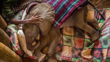 Auparavant au Kenya, les guerriers Samburus craignaient les pachydermes. Mais aujourd’hui, ils se mobilisent pour les protéger et sauver les éléphanteaux orphelins. Un orphelinat a été créé pour les prendre en charge avant leur remise en liberté dans un environnement sauvage, le Reteti Elephant Sanctuary. Ce sanctuaire qui fait partie du Namunyak Wildlife Conservation Trust protège 6.000 éléphants de la région.
 (Ami Vitale pour National Geographic)