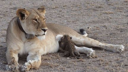 Une lionne nourrit un bébé léopard, dans la réserve de Ngorongoro, en Tanzanie, mardi 11 juillet 2017.&nbsp; (JOOP VAN DER LINDE / AP / SIPA / AP)