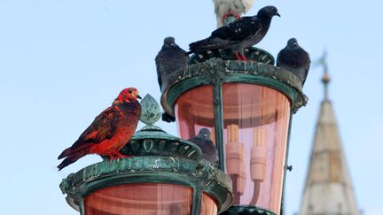 Une artiste s'amuse &agrave; teindre les pigeons de la place Saint-Marc &agrave; Venise (Italie), le 26 ao&ucirc;t 2012. (REX / SIPA)