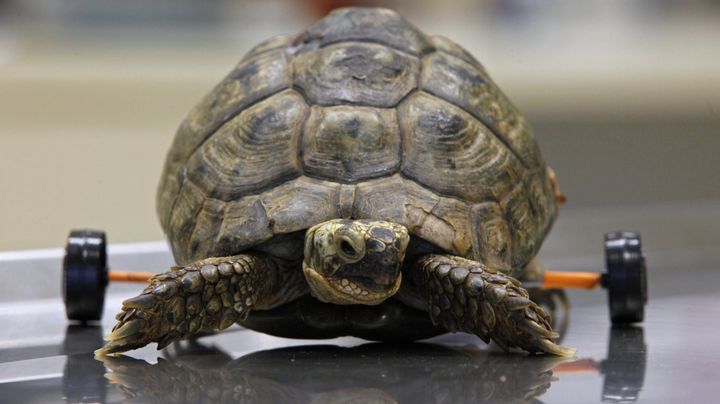 L'h&ocirc;pital de Tel Aviv (Isra&euml;l) a greff&eacute; une paire de roulettes &agrave; Tzvika, une jeune tortue, pour qu'elle puisse continuer &agrave; se mouvoir, le 5 janvier 2011. (NIR ELIAS / REUTERS)