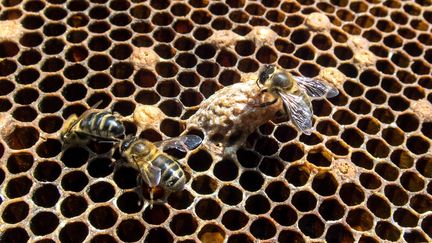 Des abeilles sur le cadre d'une ruche, le 7 avril 2017. (MAXPPP)