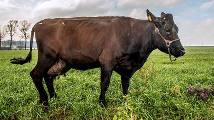 Filouse, la vache mascotte du salon de l'agriculture 2015, ici photographi&eacute;e le 13 f&eacute;vrier. (PHILIPPE HUGUEN / AFP)