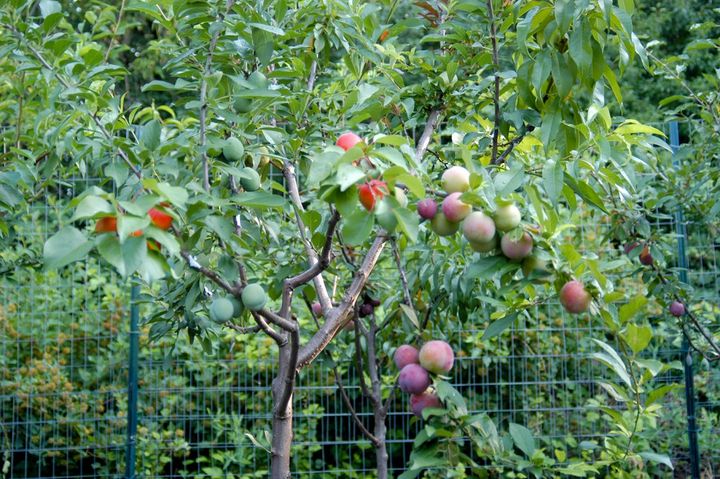 L'un des arbres utilis&eacute;s par Sam Van Aken pour son exp&eacute;rience. (SAM VAN AKEN)