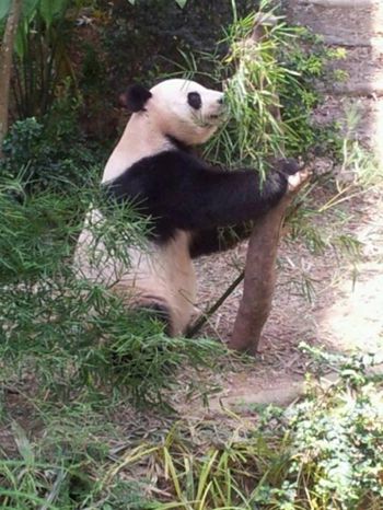 &nbsp; (Panda au river safari de Singapour © G.Schneider-Maunoury)