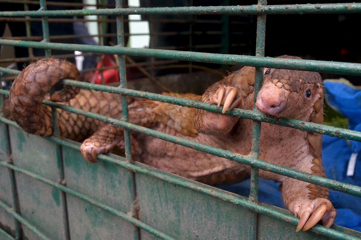 Un pangolin vivant saisi par les autorités indonésiennes, le 25 octobre 2017, à Pekanbaru, sur l'île de Sumatra (Indonésie).&nbsp; (WAHYUDI / AFP)