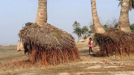 Des palmiers «suspendus» paysage désormais courant sur l'île de Ghoramara, attaquée par les flots. (Barbara Calhoun)