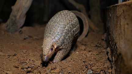 Un pangolin, au Vietnam. Photo d'illustration. (MANAN VATSYAYANA / AFP)