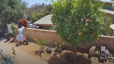 Hailey Morinico, repousse une ourse sur le muret de sa maison à Bradbury (Californie). (CAPTURE D'ÉCRAN TIKTOK)