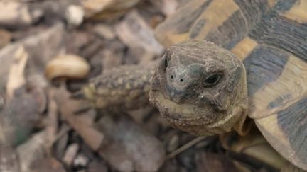 Incendies : un fléau pour les tortues d'Hermann