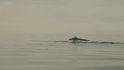 Islande : à la découverte d'Husavik, lieu d'observation des baleines