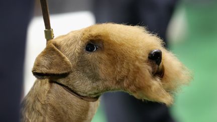 Un terrier se pr&eacute;pare &agrave; &ecirc;tre jug&eacute; lors du Westminster Kennel Club Dog Show &agrave; New York (Etats-Unis), le 12 f&eacute;vrier 2013. (JOHN MOORE / GETTY IMAGES)