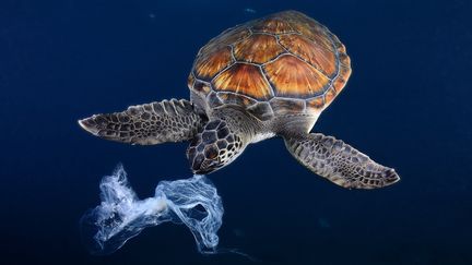 Une tortue verte marine tente de manger un sac en plastique, car il ressemble &agrave; une m&eacute;duse. (SERGI GARCIA FERNANDEZ / BIOSPHOTO / AFP)