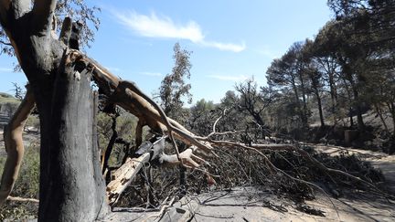 Paysage de désolation à Ramatuelle (Var), mardi 25 juillet 2017.&nbsp; (VALERY HACHE / AFP)