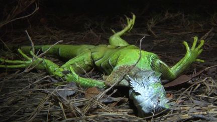 En Floride, aux États-Unis, les basses températures chamboulent l'écosystème. Il fait entre 0 et 4°C et, surpris par le froid, les iguanes tombent des arbres. (FRANCE 3)