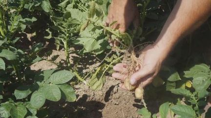 vers une interdiction du glyphosate en Autriche? (France 24)