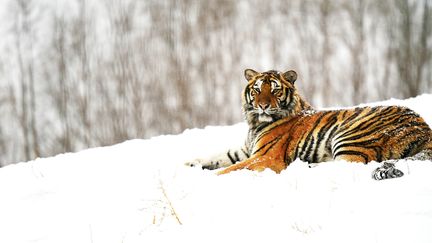 Un tigre dans un parc naturel de la province de Heilongjiang, en Chine, le 22 février 2017.&nbsp; (WANG JIANWEI / XINHUA / AFP)