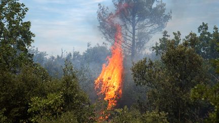 Des flammes brûlent la végétation à Artigues (Var), le 27 juillet 2017. (BERTRAND LANGLOIS / AFP)